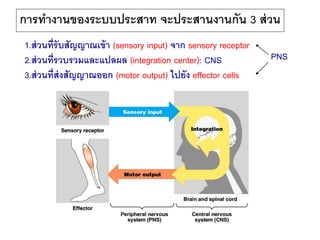 1.ส่วนที่รับสัญญาณเข้า (sensory input) จาก sensory receptor
2.ส่วนที่รวบรวมและแปลผล (integration center): CNS
3.ส่วนที่ส่งสัญญาณออก (motor output) ไปยัง effector cells
การทางานของระบบประสาท จะประสานงานกัน 3 ส่วน
PNS
 
