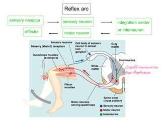Reflex arc
motor neuron
บริเวณที่มี interneuronรวม
กันมากที่สุดคือสมอง
integration center
or interneuron
sensory receptor sensory neuron
effector
 