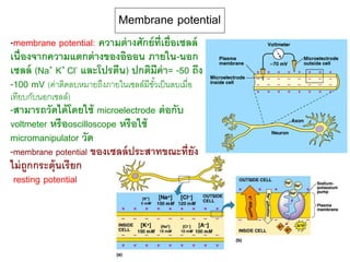 Membrane potential
-membrane potential: ความต่างศักย์ที่เยื่อเซลล์
เนื่องจากความแตกต่างของอิออน ภายใน-นอก
เซลล์ (Na+ K+ Cl- และโปรตีน) ปกติมีค่า= -50 ถึง
-100 mV (ค่าติดลบหมายถึงภายในเซลล์มีขั้วเป็นลบเมื่อ
เทียบกับนอกเซลล์)
-สามารถวัดได้โดยใช้ microelectrode ต่อกับ
voltmeter หรือoscilloscope หรือใช้
micromanipulator วัด
-membrane potential ของเซลล์ประสาทขณะที่ยัง
ไม่ถูกกระตุ้นเรียก
resting potential
 