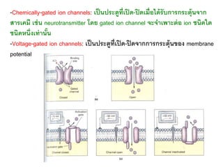-Chemically-gated ion channels: เป็นประตูที่เปิด-ปิดเมื่อได้รับการกระตุ้นจาก
สารเคมี เช่น neurotransmitter โดย gated ion channel จะจาเพาะต่อ ion ชนิดใด
ชนิดหนึ่งเท่านั้น
-Voltage-gated ion channels: เป็นประตูที่เปิด-ปิดจากการกระตุ้นของ membrane
potential
 