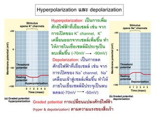 Hyperpolarization และ depolarization
Hyperpolarization: เป็นการเพิ่ม
ศักย์ไฟฟ้ าที่เยื่อเซลล์ เช่น จาก
การเปิดของ K+ channel, K+
เคลื่อนออกจากเซลล์เพิ่มขึ้น ทา
ให้ภายในเยื่อเซลล์มีประจุเป็น
ลบเพิ่มขึ้น (-70mV -90mV)
Depolarization: เป็นการลด
ศักย์ไฟฟ้ าที่เยื่อเซลล์ เช่น จาก
การเปิดของ Na+ channel, Na+
เคลื่อนเข้าสู่เซลล์เพิ่มขึ้น ทาให้
ภายในเยื่อเซลล์มีประจุเป็นลบ
ลดลง(-70mV -50mV)
Graded potential การเปลี่ยนแปลงศักย์ไฟฟ้ า
(hyper & depolarization) ตามความแรงของสิ่งเร้า
 