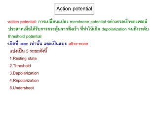 Action potential
-action potential: การเปลี่ยนแปลง membrane potential อย่างรวดเร็วของเซลล์
ประสาทเมื่อได้รับการกระตุ้นจากสิ่งเร้า ที่ทาให้เกิด depolarization จนถึงระดับ
threshold potential
-เกิดที่ axon เท่านั้น และเป็นแบบ all-or-none
แบ่งเป็น 5 ระยะดังนี้
1.Resting state
2.Threshold
3.Depolarization
4.Repolarization
5.Undershoot
 
