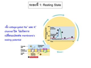 ระยะที่ 1: Resting State
-ทั้ง voltage-gated Na+ และ K+
channel ปิด ไม่เกิดการ
เปลี่ยนแปลงต่อ membrane’s
resting potential
 