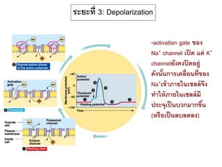 ระยะที่ 3: Depolarization
-activation gate ของ
Na+ channel เปิด แต่ K+
channelยังคงปิดอยู่
ดังนั้นการเคลื่อนที่ของ
Na+เข้าภายในเซลล์จึง
ทาให้ภายในเซลล์มี
ประจุเป็นบวกมากขึ้น
(หรือเป็นลบลดลง)
 