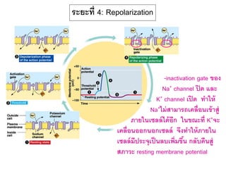 ระยะที่ 4: Repolarization
-inactivation gate ของ
Na+ channel ปิด และ
K+ channel เปิด ทาให้
Na+ไม่สามารถเคลื่อนเข้าสู่
ภายในเซลล์ได้อีก ในขณะที่ K+จะ
เคลื่อนออกนอกเซลล์ จึงทาให้ภายใน
เซลล์มีประจุเป็นลบเพิ่มขึ้น กลับคืนสู่
สภาวะ resting membrane potential
 
