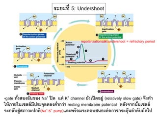 ระยะที่ 5: Undershoot
-gate ทั้งสองอันของ Na+ ปิด แต่ K+ channel ยังเปิดอยู่ (relatively slow gate) จึงทา
ให้ภายในเซลล์มีประจุลดลงต่ากว่า resting membrane potential หลังจากนั้นเซลล์
จะกลับสู่สภาวะปกติ(Na+-K+ pump)และพร้อมจะตอบสนองต่อการกระตุ้นลาดับถัดไป
repolarizationและundershoot = refractory period
 