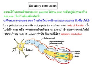 Saltatory conduction
-ใน myelinated axon การเกิด action potential จะเกิดระหว่าง node of Ranvier หนึ่ง
ไปยังอีก node หนึ่ง เพราะการเคลื่อนที่ของ Na+ และ K+ เข้า-ออกจากเซลล์เกิดได้
เฉพาะบริเวณ node of Ranvier เท่านั้น ลักษณะนี้เรียก saltatory conduction
-ความเร็วในการเคลื่อนของaction potential ไปตาม axon จะขึ้นอยู่กับความกว้าง
ของ axon ยิ่งกว้างยิ่งเคลื่อนได้เร็ว
-แต่ในพวก myelinated axon ถึงแม้จะมีขนาดเล็กแต่ action potential ก็เคลื่อนได้เร็ว
 