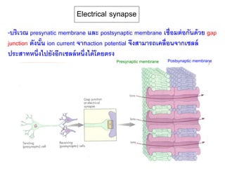 Electrical synapse
-บริเวณ presynatic membrane และ postsynaptic membrane เชื่อมต่อกันด้วย gap
junction ดังนั้น ion current จากaction potential จึงสามารถเคลื่อนจากเซลล์
ประสาทหนึ่งไปยังอีกเซลล์หนึ่งได้โดยตรง
Presynaptic membrane Postsynaptic membrane
 