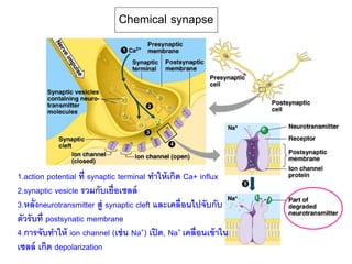 Chemical synapse
1.action potential ที่ synaptic terminal ทาให้เกิด Ca+ influx
2.synaptic vesicle รวมกับเยื่อเซลล์
3.หลั่งneurotransmitter สู่ synaptic cleft และเคลื่อนไปจับกับ
ตัวรับที่ postsynatic membrane
4.การจับทาให้ ion channel (เช่น Na+) เปิด, Na+ เคลื่อนเข้าใน
เซลล์ เกิด depolarization
 