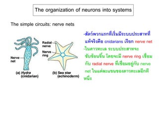 The organization of neurons into systems
The simple circuits: nerve nets
-สัตว์พวกแรกที่เริ่มมีระบบประสาทที่
แท้จริงคือ cnidarians เรียก nerve net
-ในดาวทะเล ระบบประสาทจะ
ซับซ้อนขึ้น โดยจะมี nerve ring เชื่อม
กับ radial nerve ที่เชื่อมอยู่กับ nerve
net ในแต่ละแขนของดาวทะเลอีกที
หนึ่ง
 