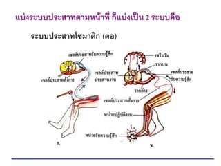 ระบบประสาทโซมาติก (ต่อ)
แบ่งระบบประสาทตามหน้าที่ ก็แบ่งเป็น 2 ระบบคือ
 