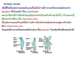 Complex circuits
-สิ่งมีชีวิตตั้งแต่พวกหนอนตัวแบนเป็นต้นไป จะมีการรวมกันของเซลล์ประสาท
(ganglion) ที่บริเวณหัว เรียก cephalization
-พลานาเรียจะมีการเรียงตัวของเส้นประสาทบริเวณด้านข้างลาตัวทั้ง 2 ข้างและจะมี
เส้นประสาทเชื่อม เรียก transverse nerve
-ตั้งแต่พวกหนอนตัวกลมขึ้นไป จะมีการเรียงตัวของเส้นประสาทอยู่ทางด้านท้อง
เรียก ventral nerve cord
-ในแมลงมีการรวมกันของเซลล์ประสาท เรียก glangion ในแต่ละข้อปล้องของลาตัว
 