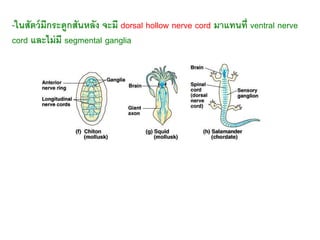 -ในสัตว์มีกระดูกสันหลัง จะมี dorsal hollow nerve cord มาแทนที่ ventral nerve
cord และไม่มี segmental ganglia
 