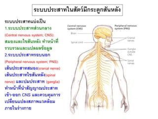 ระบบประสาทแบ่งเป็น
1.ระบบประสาทส่วนกลาง
(Central nervous system; CNS):
สมองและไขสันหลัง ทาหน้าที่
รวบรวมและแปลผลข้อมูล
2.ระบบประสาทรอบนอก
(Peripheral nervous system; PNS):
เส้นประสาทสมอง(cranial nerve)
เส้นประสาทไขสันหลัง(spinal
nerve) และปมประสาท (ganglia)
ทาหน้าที่นาสัญญาณประสาท
เข้า-ออก CNS และควบคุมการ
เปลี่ยนแปลงสภาพแวดล้อม
ภายในร่างกาย
ระบบประสาทในสัตว์มีกระดูกสันหลัง
 