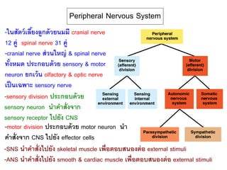 Peripheral Nervous System
-ในสัตว์เลี้ยงลูกด้วยนมมี cranial nerve
12 คู่ spinal nerve 31 คู่
-cranial nerve ส่วนใหญ่ & spinal nerve
ทั้งหมด ประกอบด้วย sensory & motor
neuron ยกเว้น olfactory & optic nerve
เป็นเฉพาะ sensory nerve
-sensory division ประกอบด้วย
sensory neuron นาคาสั่งจาก
sensory receptor ไปยัง CNS
-motor division ประกอบด้วย motor neuron นา
คาสั่งจาก CNS ไปยัง effector cells
-SNS นาคาสั่งไปยัง skeletal muscle เพื่อตอบสนองต่อ external stimuli
-ANS นาคาสั่งไปยัง smooth & cardiac muscle เพื่อตอบสนองต่อ external stimuli
 