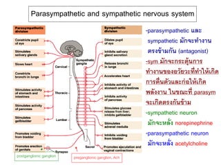 Parasympathetic and sympathetic nervous system
-parasympathetic และ
sympathetic มักจะทางาน
ตรงข้ามกัน (antagonist)
-sym มักจะกระตุ้นการ
ทางานของอวัยวะที่ทาให้เกิด
การตื่นตัวและก่อให้เกิด
พลังงาน ในขณะที่ parasym
จะเกิดตรงกันข้าม
-sympathetic neuron
มักจะหลั่ง norepinephrine
-parasympathetic neuron
มักจะหลั่ง acetylcholine
preganglionic ganglion, Achpostganglionic ganglion
 