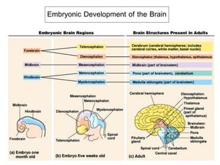 Embryonic Development of the Brain
 