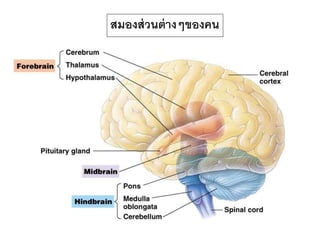 สมองส่วนต่างๆของคน
 