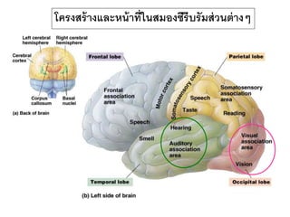 โครงสร้างและหน้าที่ในสมองซีรีบรัมส่วนต่างๆ
 