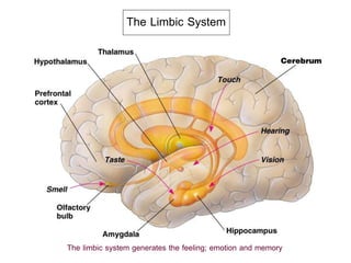 The Limbic System
The limbic system generates the feeling; emotion and memory
 
