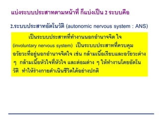2.ระบบประสาทอัตโนวัติ (autonomic nervous system : ANS)
แบ่งระบบประสาทตามหน้าที่ ก็แบ่งเป็น 2 ระบบคือ
เป็นระบบประสาทที่ทางานนอกอานาจจิต ใจ
(involuntary nervous system) เป็นระบบประสาทที่ควบคุม
อวัยวะที่อยู่นอกอานาจจิตใจ เช่น กล้ามเนื้อเรียบและอวัยวะต่าง
ๆ กล้ามเนื้อหัวใจที่หัวใจ และต่อมต่าง ๆ ให้ทางานโดยอัตโน
วัติ ทาให้ร่างกายดาเนินชีวิตได้อย่างปกติ
 