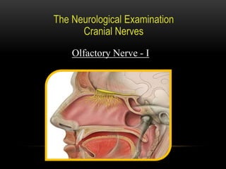 Olfactory Nerve - I
 