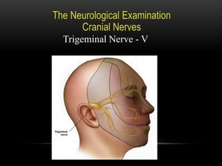 Trigeminal Nerve - V
 