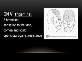 CN V Trigeminal:
3 branches;
sensation to the face,
cornea and scalp;
opens jaw against resistance
 