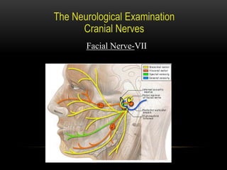 Facial Nerve-VII
 