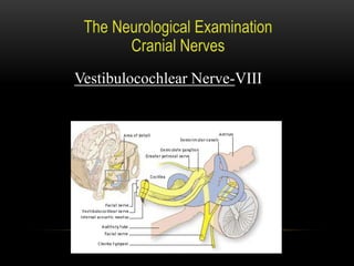 Vestibulocochlear Nerve-VIII
 