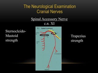 Spinal Accessory Nerve
c.n. XI
Trapezius
strength
Sternocleido-
Mastoid
strength
 