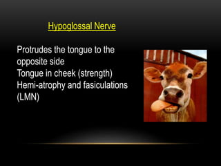 Hypoglossal Nerve
Protrudes the tongue to the
opposite side
Tongue in cheek (strength)
Hemi-atrophy and fasiculations
(LMN)
 