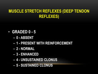 MUSCLE STRETCH REFLEXES (DEEP TENDON
REFLEXES)
• GRADED 0 - 5
– 0 - ABSENT
– 1 - PRESENT WITH REINFORCEMENT
– 2 - NORMAL
– 3 - ENHANCED
– 4 - UNSUSTAINED CLONUS
– 5 - SUSTAINED CLONUS
 