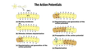 PPT Neuron.pptx