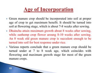  Green manure crop should be incorporated into soil at proper
age of crop to get maximum benefit. It should be turned into
soil at flowering stage, which is about 7-8 weeks after sowing.
 Dhaincha attain maximum growth about 8 weeks after sowing,
while sunhemp crop flower aroung 8-10 weeks after sowing.
An 8 week old green manure crop is succulent enough to be
turned into soil for best response under rice.
 Various reports conclude that a green manure crop should be
turned under at 7 to 8 week age, which coincides with
flowering and maximum growth stage for most of the green
manure crops.
 