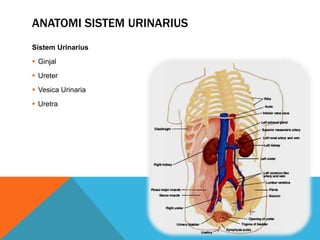 ANATOMI SISTEM URINARIUS
Sistem Urinarius
 Ginjal
 Ureter
 Vesica Urinaria
 Uretra
 