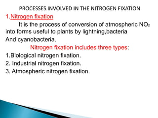 PROCESSES INVOLVED IN THE NITROGEN FIXATION
1.Nitrogen fixation
It is the process of conversion of atmospheric NO2
into forms useful to plants by lightning,bacteria
And cyanobacteria.
Nitrogen fixation includes three types:
1.Biological nitrogen fixation.
2. Industrial nitrogen fixation.
3. Atmospheric nitrogen fixation.
 