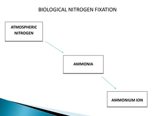 BIOLOGICAL NITROGEN FIXATION
ATMOSPHERIC
NITROGEN
AMMONIA
AMMONIUM ION
 