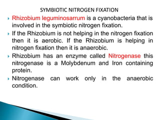 SYMBIOTIC NITROGEN FIXATION
 Rhizobium leguminosarrum is a cyanobacteria that is
involved in the symbiotic nitrogen fixation.
 If the Rhizobium is not helping in the nitrogen fixation
then it is aerobic. If the Rhizobium is helping in
nitrogen fixation then it is anaerobic.
 Rhizobium has an enzyme called Nitrogenase this
nitrogenase is a Molybdenum and Iron containing
protein.
 Nitrogenase can work only in the anaerobic
condition.
 