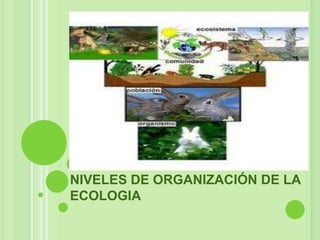 NIVELES DE ORGANIZACIÓN DE LA
ECOLOGIA
 