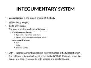 interegumentary ppt notes about the skin, it's functions and ...