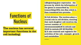 Functions of
Nucleus
The nucleus has several
important functions in the
cell including:
1)Regulating gene expression - the
process by which the information of
the genes is transcribed by
transcribing DNA into Rna which is
then translated into proteins .
2) Cell division- The nucleus plays a
crucial role in cell division, ensuring
that each daughter cell receives the
correct number of
chromosomes(46,46 in mitosis and
23,23 in meiosis (IN HUMANS))
3) It also controls and regulates the
activities of the cell.- example- growth
and metabolism
 