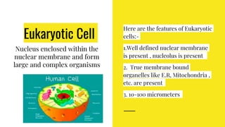 Eukaryotic Cell
Nucleus enclosed within the
nuclear membrane and form
large and complex organisms
Here are the features of Eukaryotic
cells:-
1.Well defined nuclear membrane
is present , nucleolus is present
2. True membrane bound
organelles like E.R, Mitochondria ,
etc. are present
3. 10-100 micrometers
 