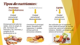 Tipos de nutrientes:
Proteínas
Carbohidratos
Lípido
s
Unidad
estructural:
Aminoácidos
Unidad
estructural:
Monosacáridos
Unidad
estructural:
Ácidos grasos
Forman parte de todos los
tejidos, como la sangre, la
piel, los huesos, los
músculos y las neuronas, y
cumplen un rol
fundamental en su
desarrollo, mantención y
reparación.
Constituyen la principal
fuente energética del
organismo, y también
forman parte de
estructuras celulares.
Son utilizados por el organismo
como fuente de energía de reserva
y otros son parte de estructuras
celulares. También participan en la
síntesis de hormonas.
 