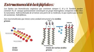 Estructura de los lípidos:
Los lípidos son biomoléculas orgánicas que contienen siempre C, H y O. También pueden
contener N y P. Aunque químicamente constituyen un grupo heterogéneo, comparten todos ellos
la naturaleza hidrocarbonada de al menos una parte de su molécula, lo que explica que se trate
de sustancias hidrofóbicas.
Son macromoléculas que tienen como unidad estructural a los ácidos
grasos.
Ácido
Graso
Unión de varios ácidos
grasos
 