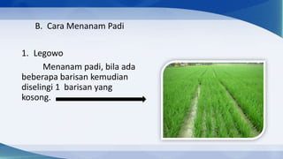 B. Cara Menanam Padi

1. Legowo
      Menanam padi, bila ada
beberapa barisan kemudian
diselingi 1 barisan yang
kosong.
 