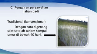 C. Pengairan persawahan
         lahan padi

Tradisional (konvensional)
     Dengan cara digenang
saat setelah tanam sampai
umur di bawah 40 hari.
 