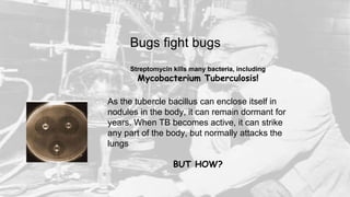 Streptomycin kills many bacteria, including
Mycobacterium Tuberculosis!
As the tubercle bacillus can enclose itself in
nodules in the body, it can remain dormant for
years. When TB becomes active, it can strike
any part of the body, but normally attacks the
lungs
BUT HOW?
Bugs fight bugs
 