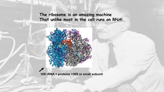 The ribosome is an amazing machine
That unlike most in the cell runs on RNA!
16S rRNA + proteins =30S or small subunit
 