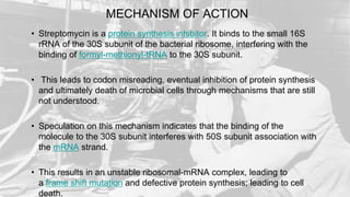 MECHANISM OF ACTION
• Streptomycin is a protein synthesis inhibitor. It binds to the small 16S
rRNA of the 30S subunit of the bacterial ribosome, interfering with the
binding of formyl-methionyl-tRNA to the 30S subunit.
• This leads to codon misreading, eventual inhibition of protein synthesis
and ultimately death of microbial cells through mechanisms that are still
not understood.
• Speculation on this mechanism indicates that the binding of the
molecule to the 30S subunit interferes with 50S subunit association with
the mRNA strand.
• This results in an unstable ribosomal-mRNA complex, leading to
a frame shift mutation and defective protein synthesis; leading to cell
death.
 